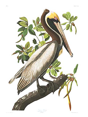 Brown Pelican